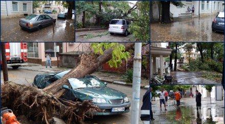 видин дървета падат колите подадени сигнала видео