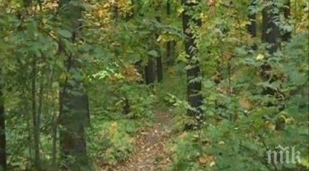 секат безогледно борисовата градина