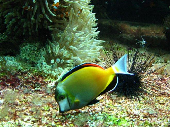 Кораловите риби изпадат в стрес, ако не са сред себеподобни
