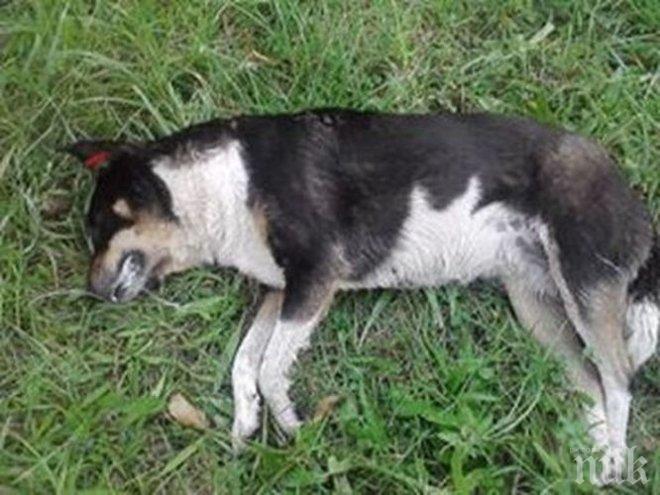  В Русия ще наказват жестокостта към животните