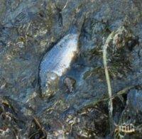 Мъртва риба изплува от Белославското езеро