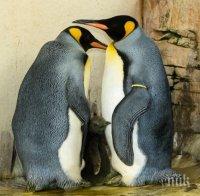 Умилително! Бебе пингвинче щъка във Виенския зоопарк (ВИДЕО)