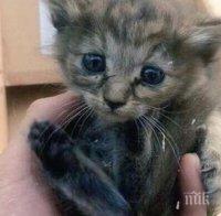 Столичанка изпра малкото си коте в пералнята