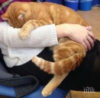 Кога гушкането на котки е опасно за здравето?