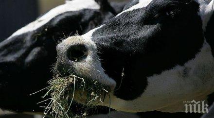 кръстиха лъки двуглаво теле