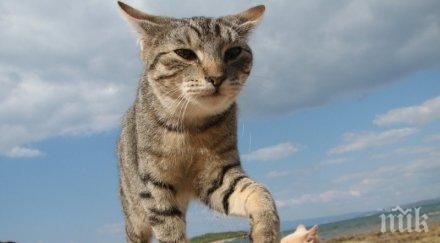 котките покорявали света викингите