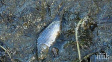 мъртва риба изплува белославското езеро