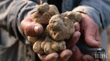 гурме вече имаме фестивал трюфела повярвате