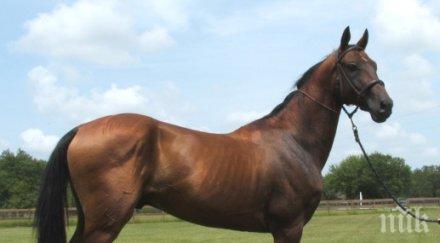 абсолютен шок мъж правил секс кон получи ограничителна заповед