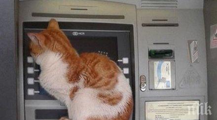 хит нета коте пари снимка