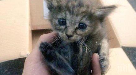 столичанка изпра малкото коте пералнята