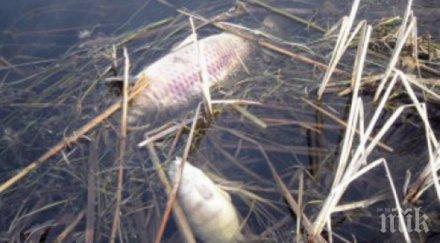 сигнал мъртва риба белославското езеро стресна местните