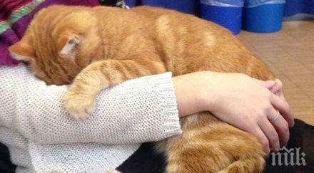 гушкането котки опасно здравето