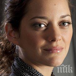 заподозряната развода бранджелина марион котияр бременна