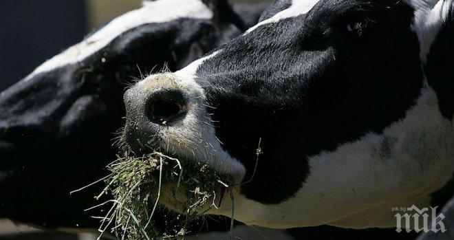 Кръстиха Лъки двуглаво теле