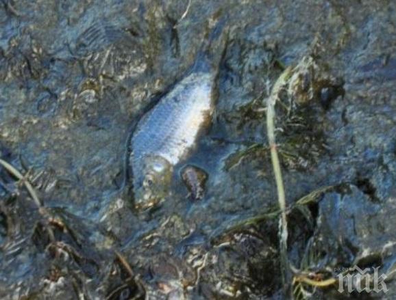 Мъртва риба изплува от Белославското езеро