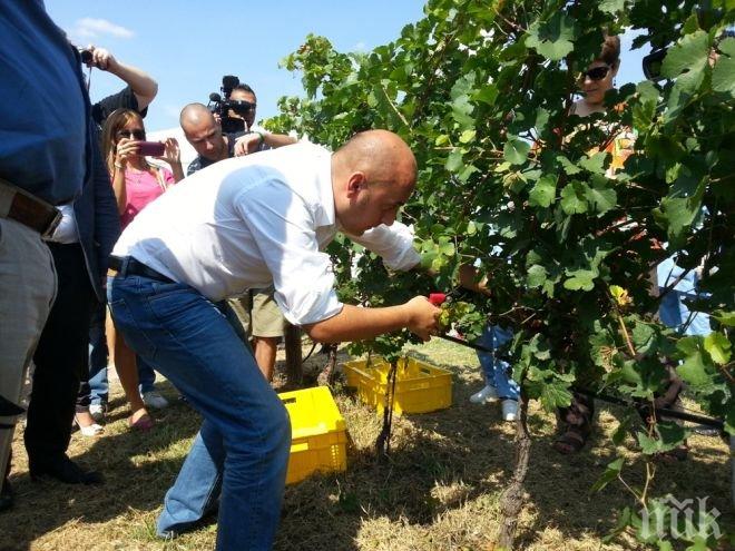 Танева открива гроздоберната кампания в село Устина