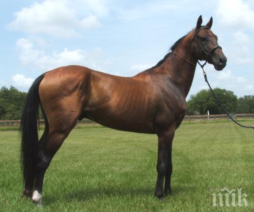 Абсолютен шок! Мъж правил секс с кон получи ограничителна заповед