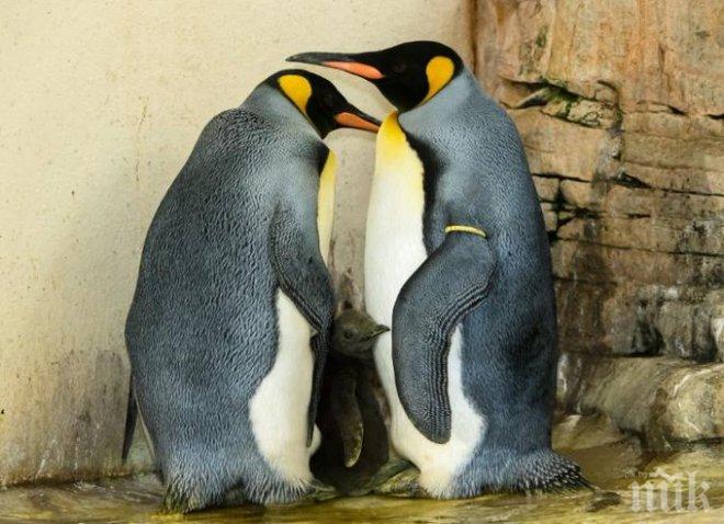 Умилително! Бебе пингвинче щъка във Виенския зоопарк (ВИДЕО)