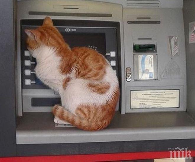 Хит в нета! Малко коте, пари има ли? (СНИМКА) 