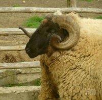 Овен уби 70-годишната си стопанка в ловешко село