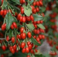 Вредител унищожава био фермите за годжи бери