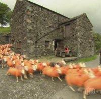 Драстична мярка: Фермер боядиса овце, за да не му ги крадат