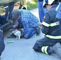 ЧУДО! Котаракът Роко оцеля 32 дни под развалините в Аматриче