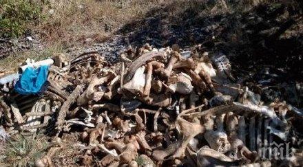 зловоние животински кости тровят първенец снимки
