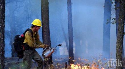 рекорд млн щетите горски пожари година