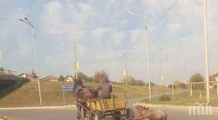 ужас роми влачиха вързан кон шосето перник