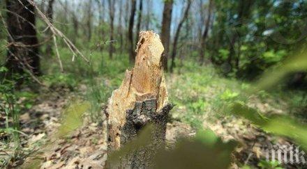 абв алармира секат поголовно гори оградата турция