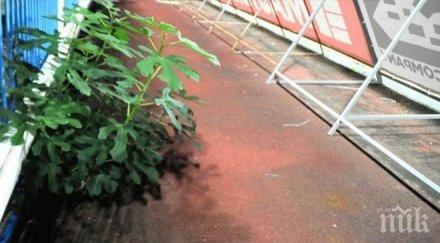 куриоз смокини поникнаха стадион лазур снимки