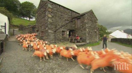 драстична мярка фермер боядиса овце крадат