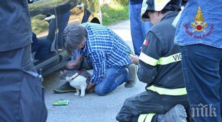 чудо котаракът роко оцеля дни развалините аматриче