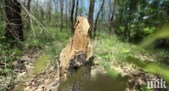 АБВ алармира: Секат поголовно гори край оградата с Турция