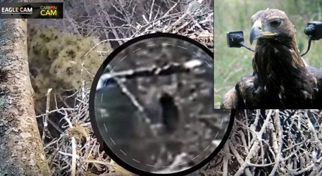 Сензация: Камера, монтирана на шията на орел засне Йети (ВИДЕО)