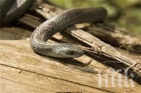 Змия спря японски влак стрела