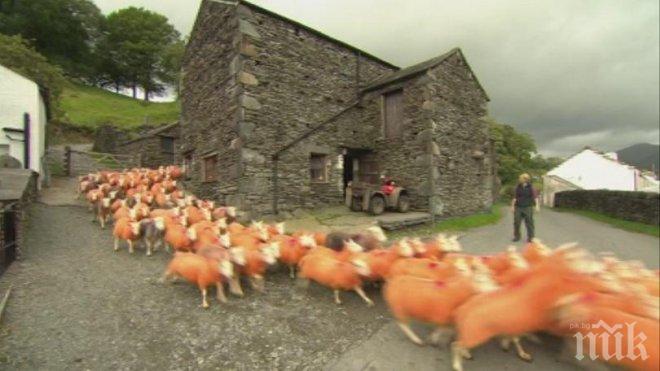 Драстична мярка: Фермер боядиса овце, за да не му ги крадат