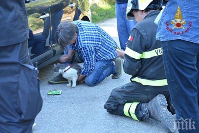 ЧУДО! Котаракът Роко оцеля 32 дни под развалините в Аматриче