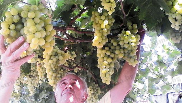 160 млн. литра вино се очакват от тазгодишната реколта грозде
