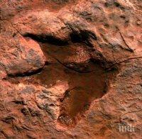 Огромна стъпка на динозавър открита в пустинята Гоби