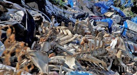 потрес първенец изсипа един тон кости