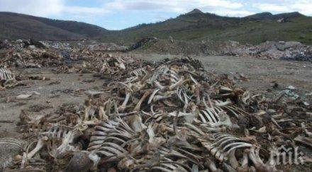 шок врачанско одрани животни отрязани глави ужасяват местните хора