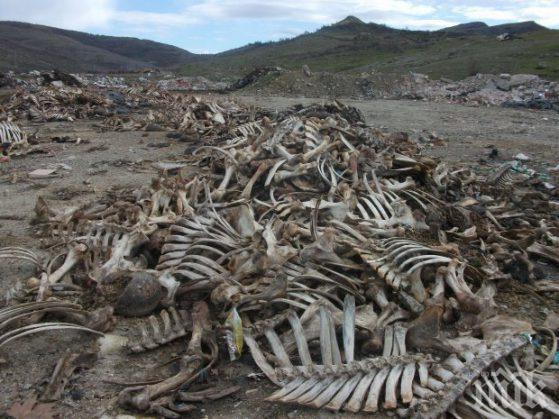 Шок във Врачанско! Одрани животни и отрязани глави ужасяват местните хора