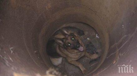 драма щастлив пожарникари спасиха куче паднало отворена шахта ндк