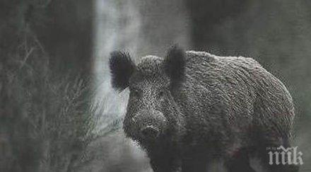 откриват ловния сезон дребен дивеч групов лов дива свиня