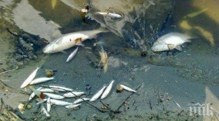 измрели риби изплуваха марица