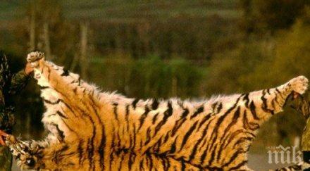 лондончанка предлага незаконно кожи тигър ибей