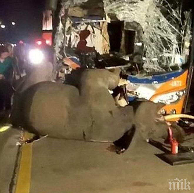 Потрес! Фучащ по магистрала автобус уби слон и го влачи 30 метра (СНИМКИ/ ВИДЕО)